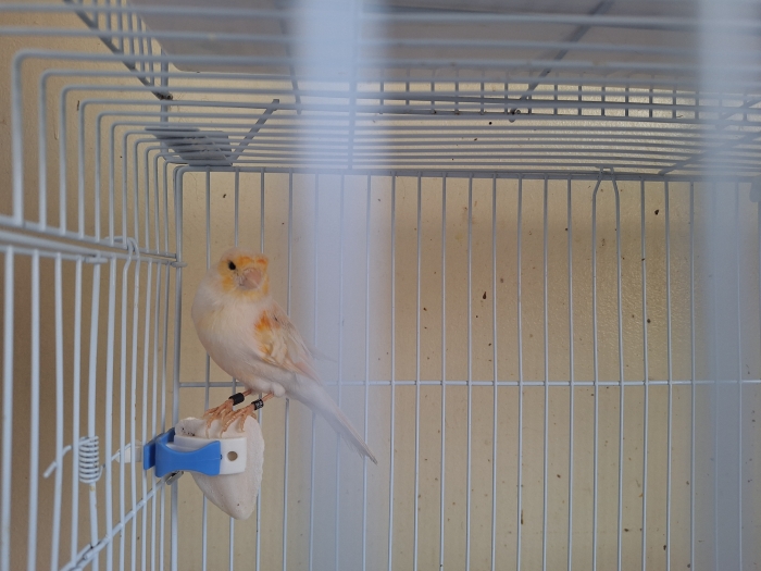 Canari mâle mosaïque, femelle normale bg 25