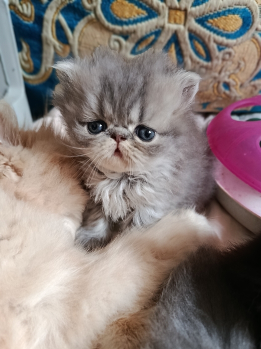 Chaton persan race pur