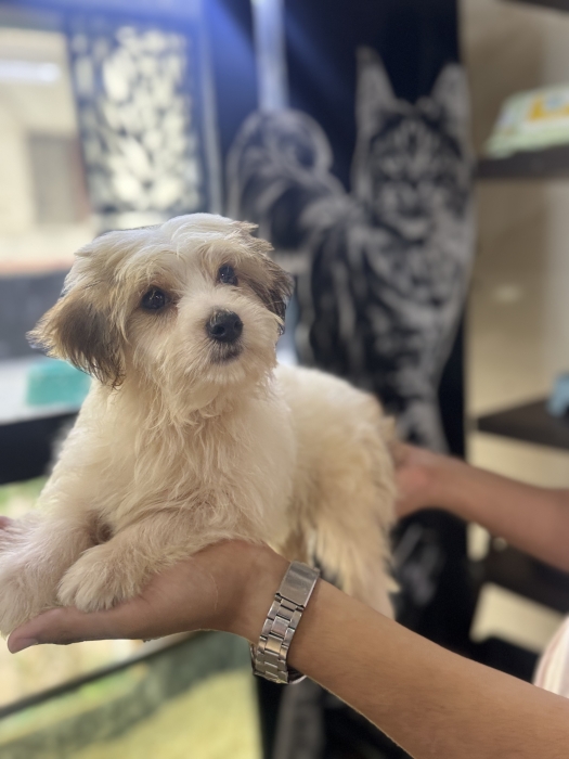 Bichon