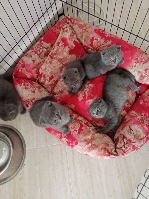 قطط اسكوتش فولد رمادية فائقة الجمال (Scottish Fold Grey)