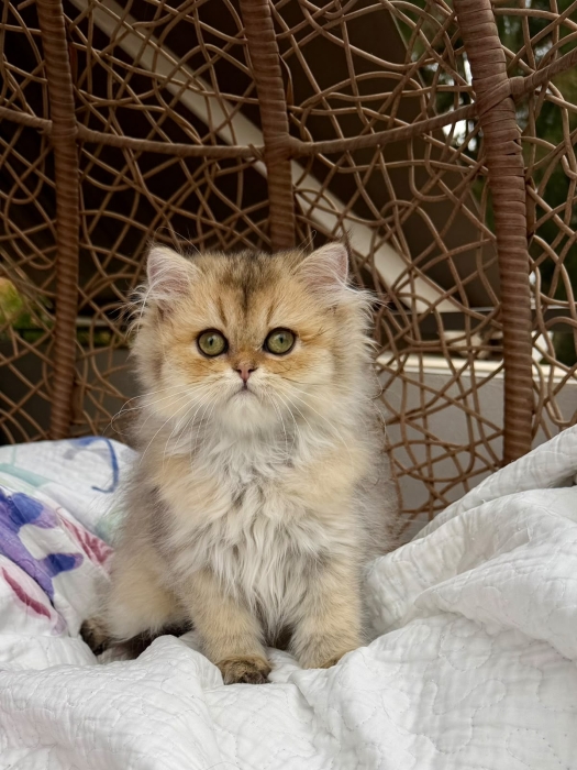 Chaton British