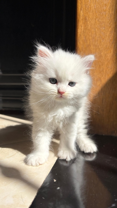 Scottish fold & british & Highland fold