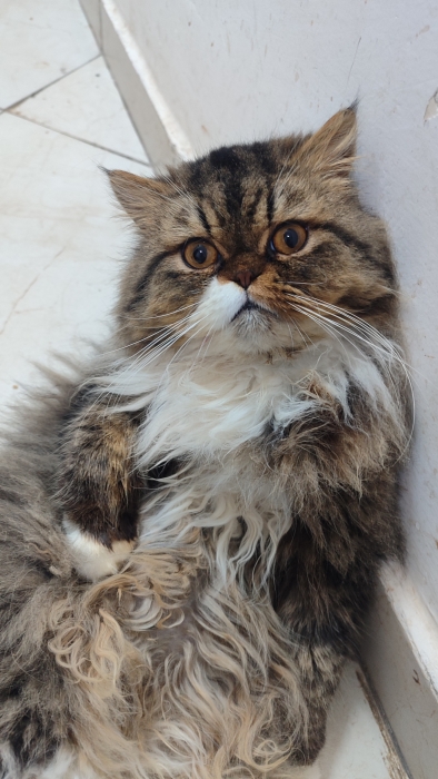 Male persan race pur 9 mois