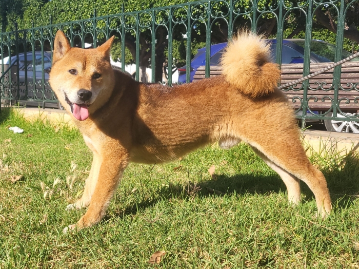 Shiba inu