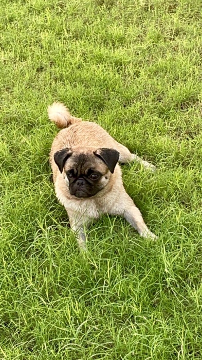 Petit chien de race Carlin