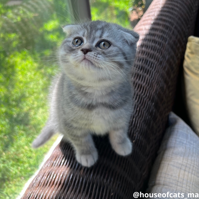 Chatons british et scottish shorthair