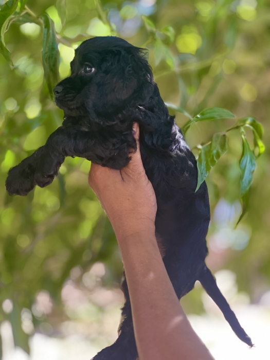 Cocker spaniel