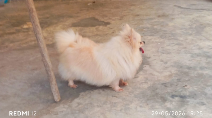 Super femelle spitz loulou nain Poméranie