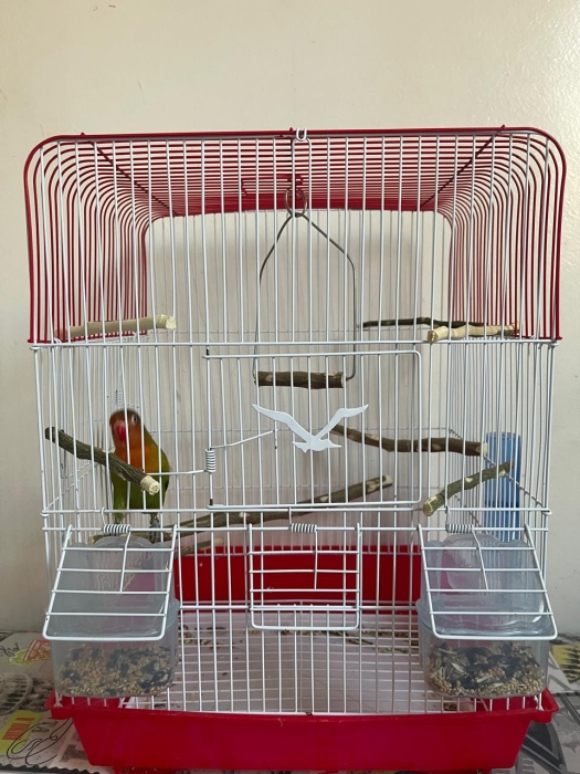 Oiseaux inséparables bien dressé avec cage