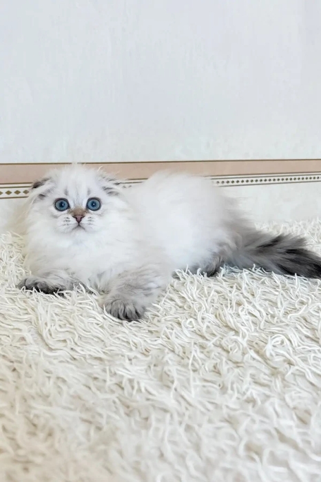 Chatons scottish fold