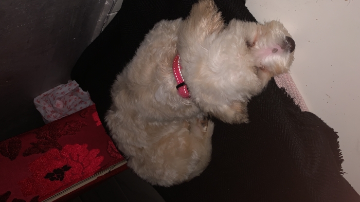 Bichon Maltais