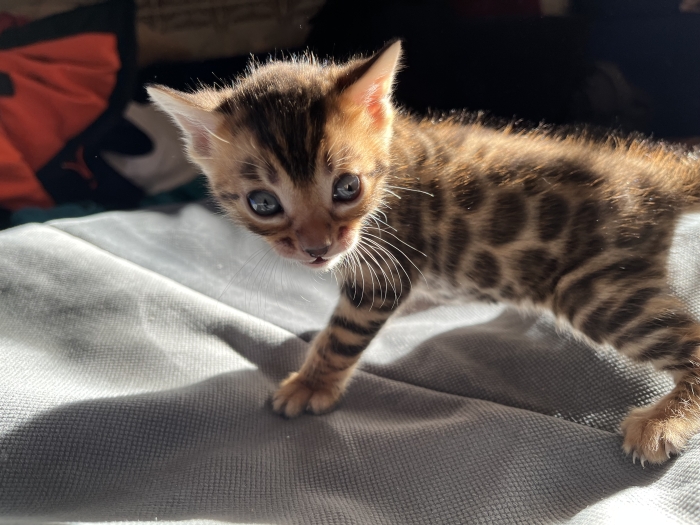 Chaton Bengal mâle disponible