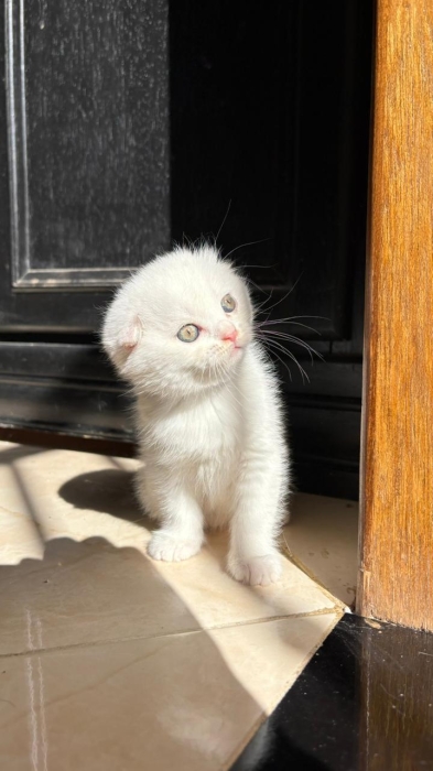 Scottish fold & british & Highland fold
