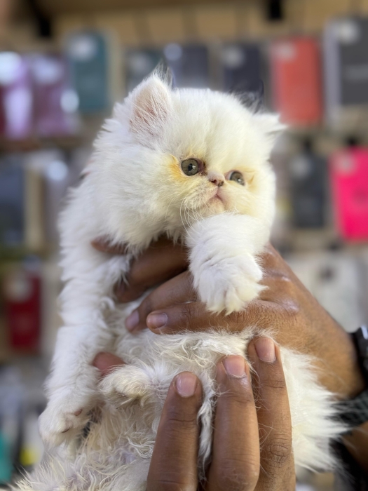 Chaton persan pure race