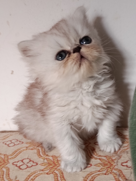 Chaton persan chinchilla race pur
