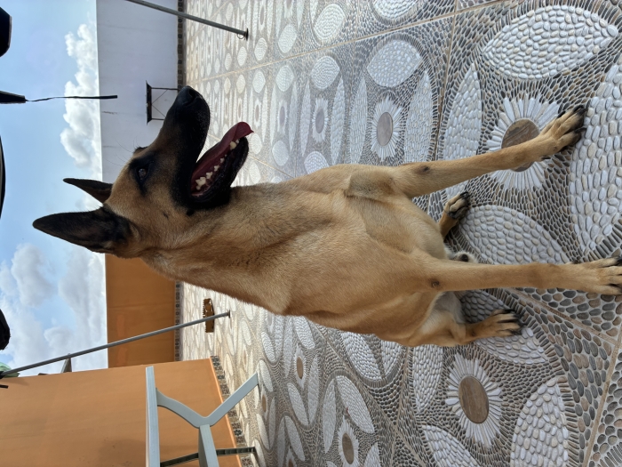 MALINOIS À DONNER POUR ADOPTION