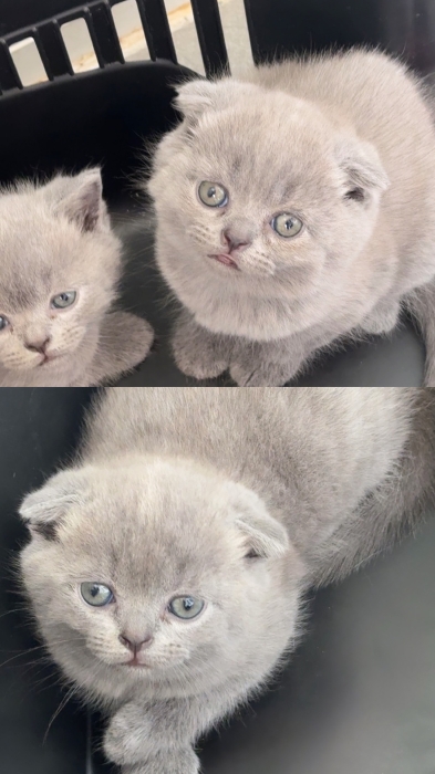 Scottish fold