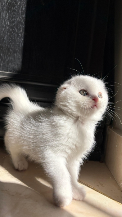 Scottish fold et Scottish straight