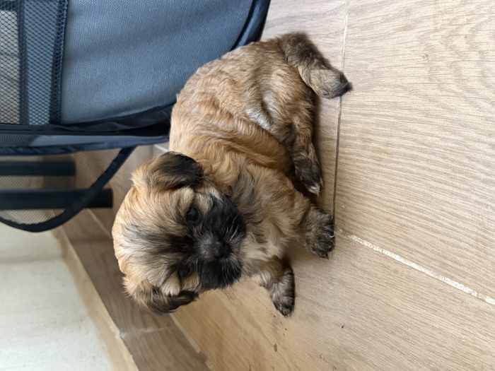 shih tzu