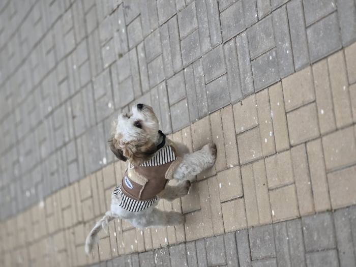 Mix shitzu/bichon pour adoption