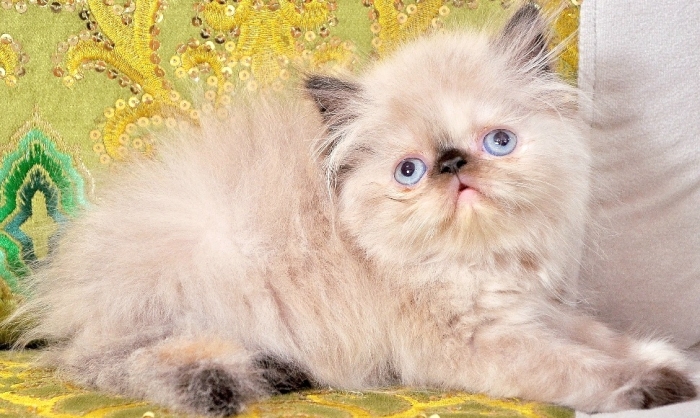 Chat persan