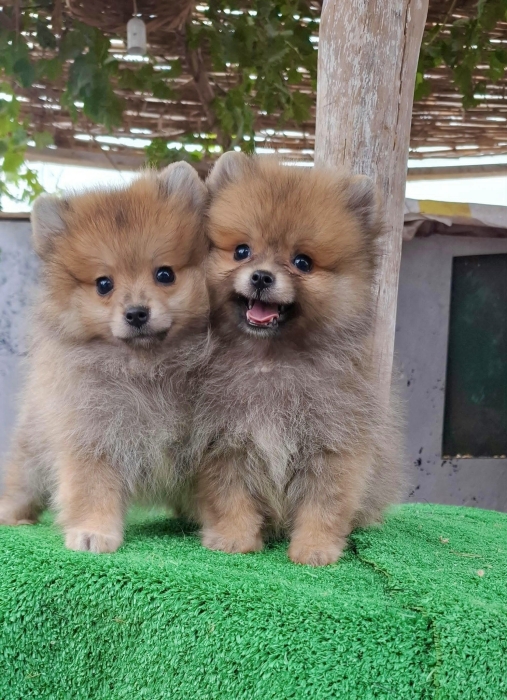 Spitz Pomeranian