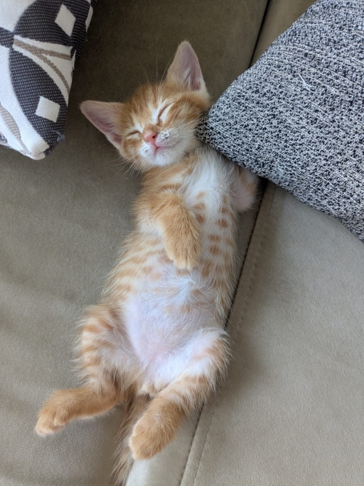 Ce petit bout de chou cherche un foyer aimant et responsable à Casablanca