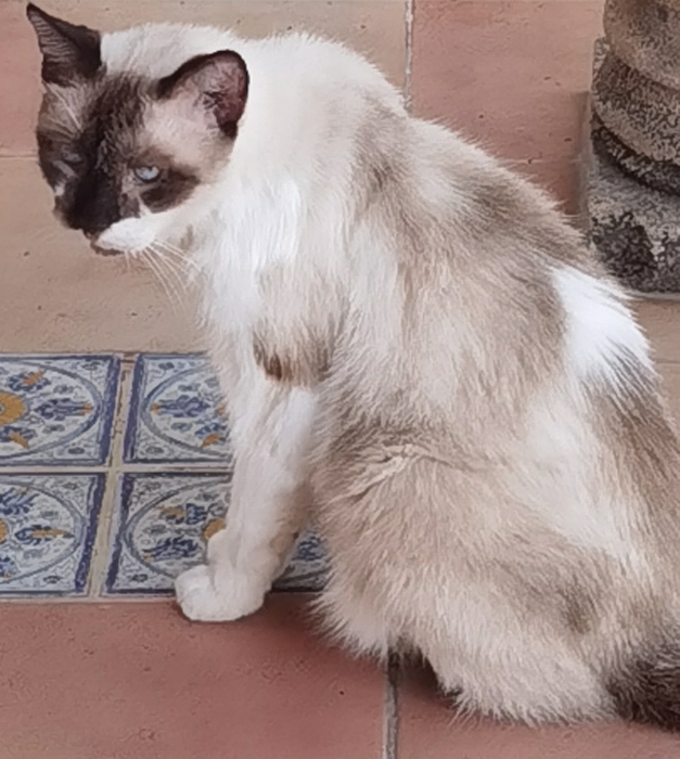 chat a vendre