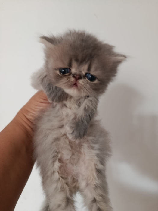 Chaton persan race pur
