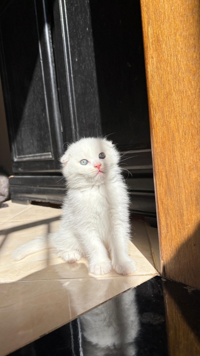 Scottish fold & Highland