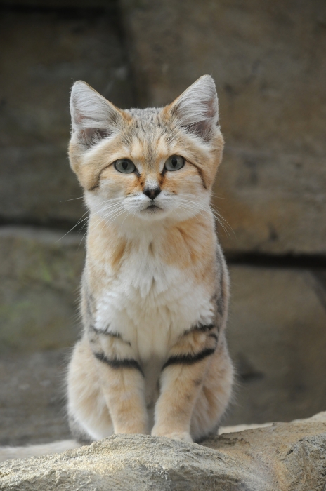 Chat rare saharienne