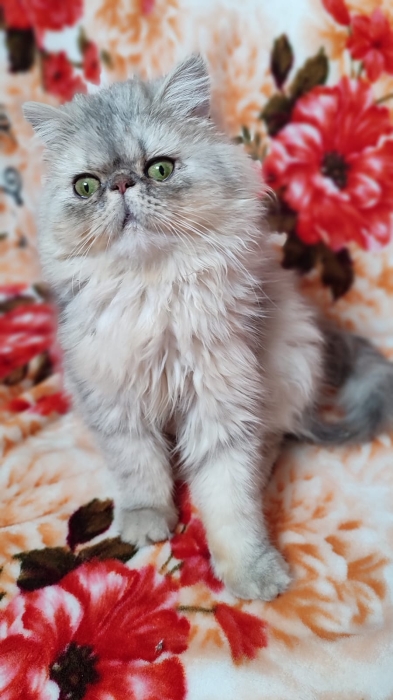 Femelle persan 8 mois