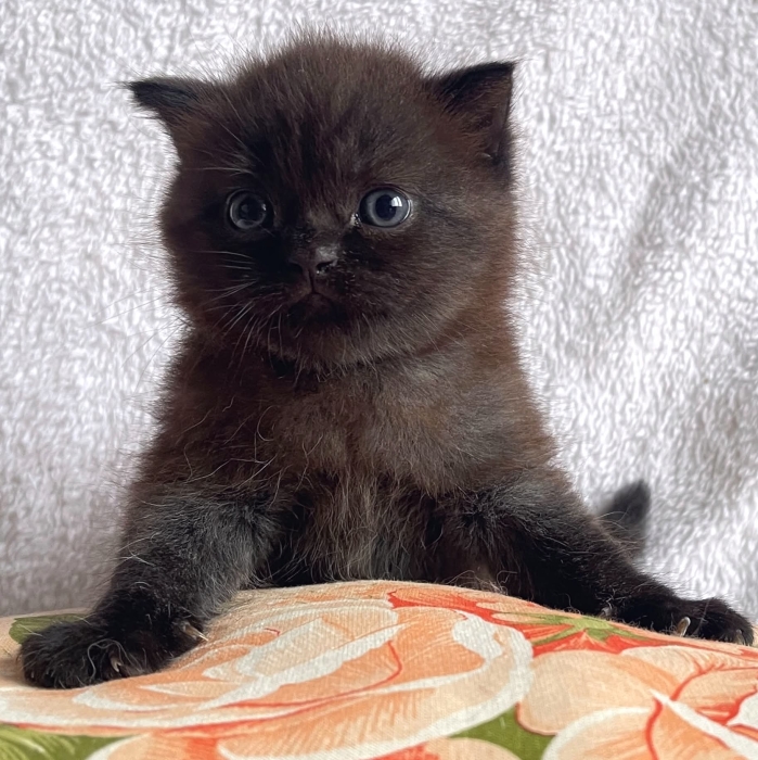 British shorthair Noir