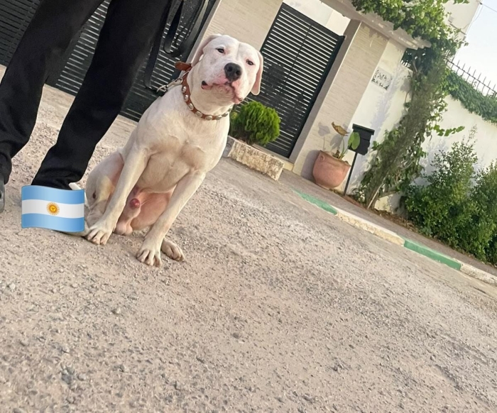 Dog argentin