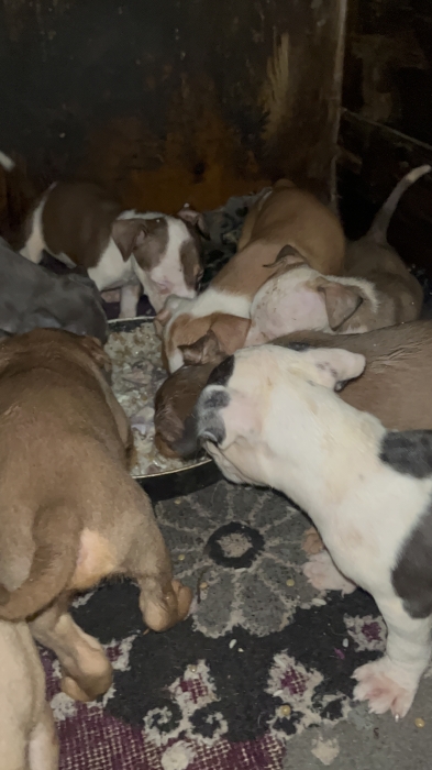 Puppies pitbul American