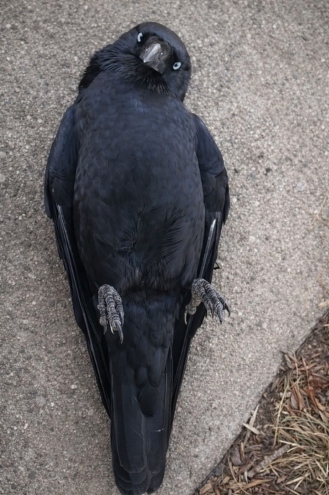 Corbeau chocas