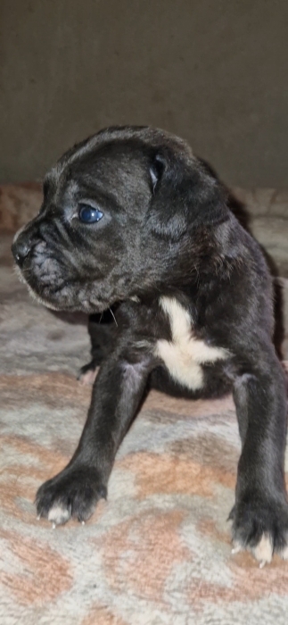 Chiots Cane corso