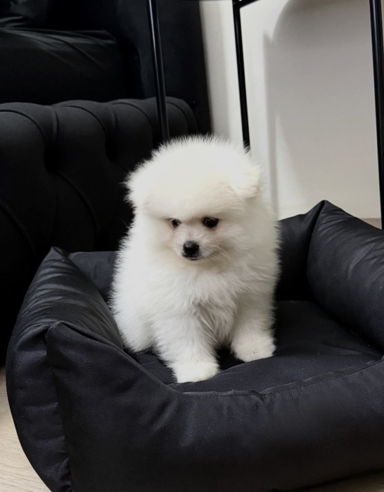 pomeranian de 3 mois à vendre