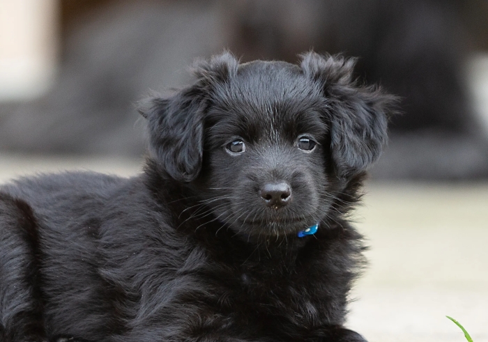 Dutch tulip(Markiesje).