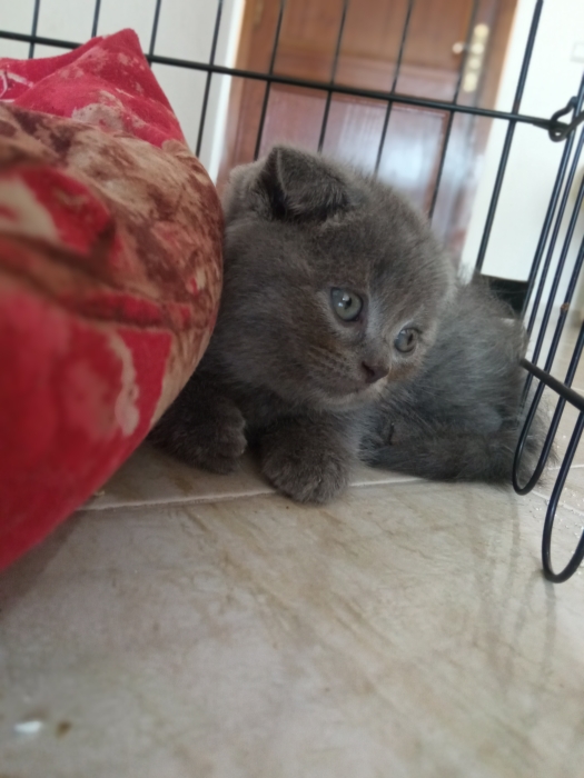 قطط اسكوتش فولد رمادية فائقة الجمال (Scottish Fold Grey)