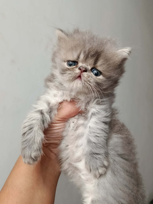 Chaton persan race pur