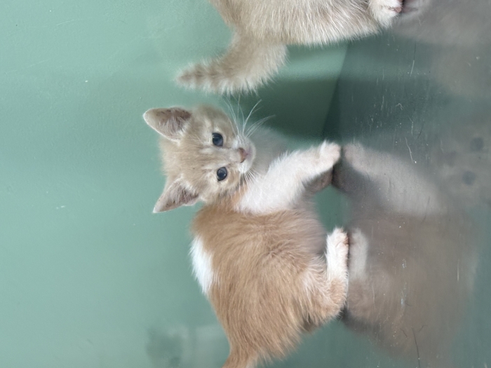 Adoption (pas de vente)