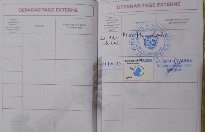 Chatte Persane Himalayenne enceinte et vaccinée