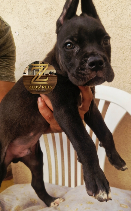 Cane corso