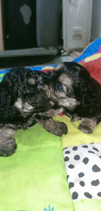 Bichon maltais havanes
