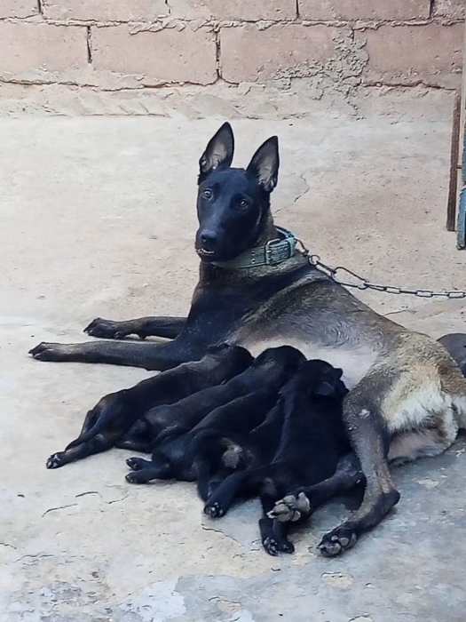Super chiots malinois charboni race pure
