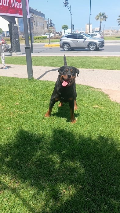 Femelle rottweiler race pure 6 mois