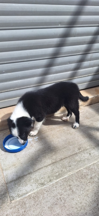 Border collie