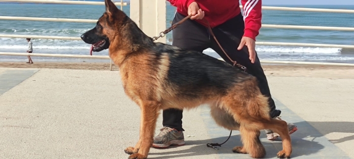 Femelle berger allemand avec pedigree