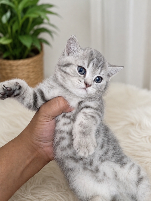 British shorthair silver